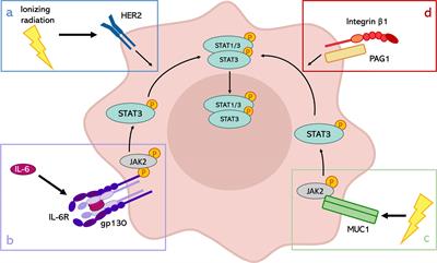 Radiation Resistance: A Matter of Transcription Factors